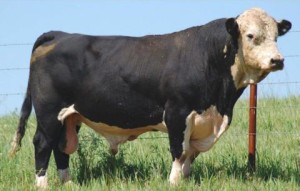 38' cattle building featured