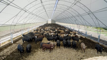 hoop building with cattle inside, the hoop building advantage