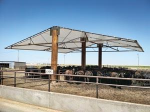 Pratt Feeders in Southern Kansas