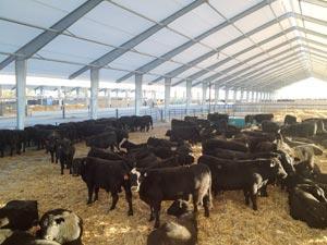 McLean Open House Cattle Crossover Building