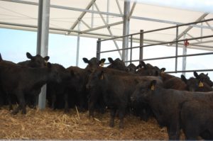 38' cattle building at trade show