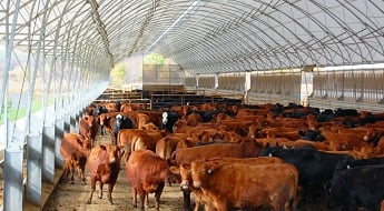 Dvorak Family Farm and Cattle Building
