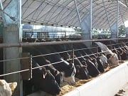 cattle building beaver crossing ne