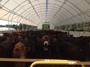 cattle building irwin ia