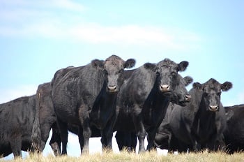 Feedlot Forum 2013