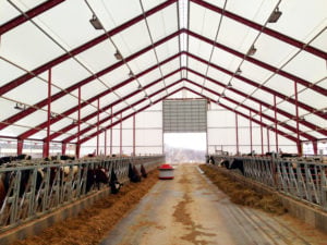 Cattle Buildings